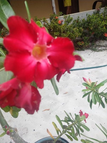 Pousada Flor do deserto - Mandacaru, Santo Amaro, Brazil