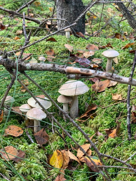 Święty Spokój Łąka i Woda, Pozezdrze, Poland