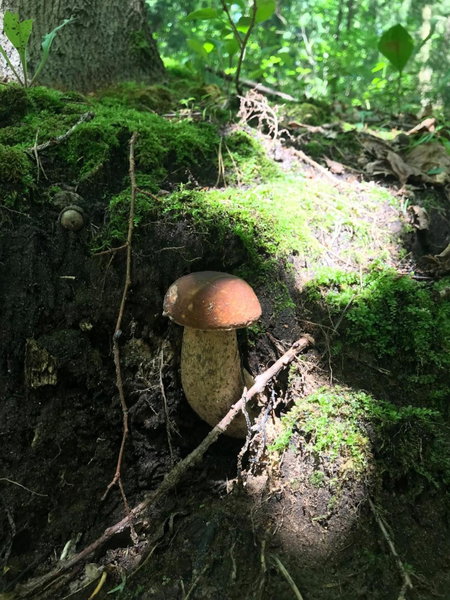 Święty Spokój Łąka i Woda, Pozezdrze, Poland