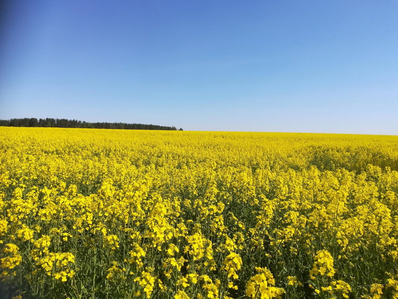 Zielony Zakątek, Krynki, Poland
