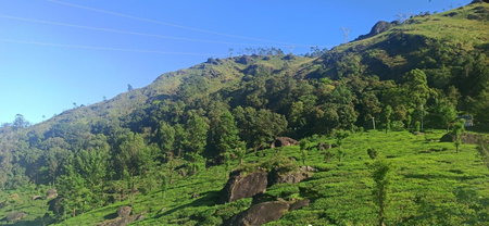 Tea Dale - All rooms with Tea Estate view, Munnar, India