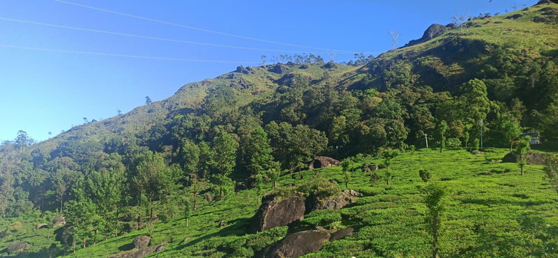 Tea Dale - All rooms with Tea Estate view, Munnar, India