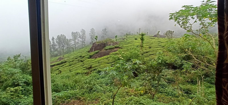 Tea Dale - All rooms with Tea Estate view, Munnar, India