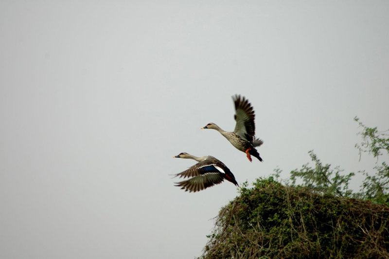 IbisHouse Farm Stay, Bharatpur, India