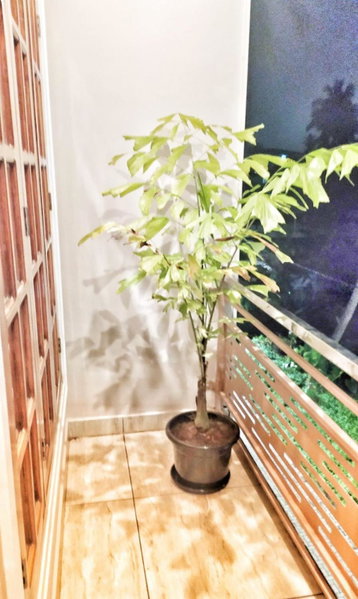 High Island Homestay, Cochin, India