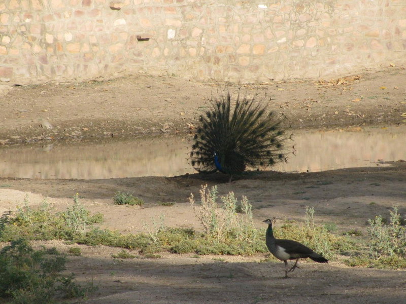 Chhotaram Prajapat's Homestay, Jodhpur, India