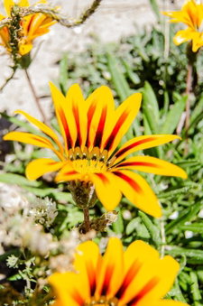 Red Bishop - Birds, Beach & Beauty, Langebaan, South Africa