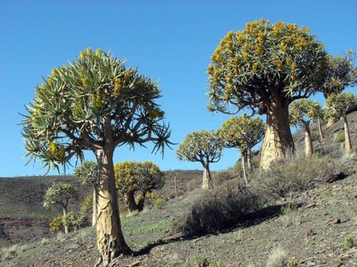 Aant Dorpseind, Vanrhynsdorp, South Africa