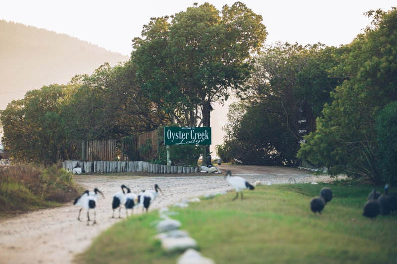 Oyster Creek Lodge, Knysna, South Africa