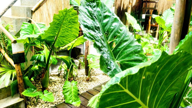 Tarzan's House, General Luna, Philippines
