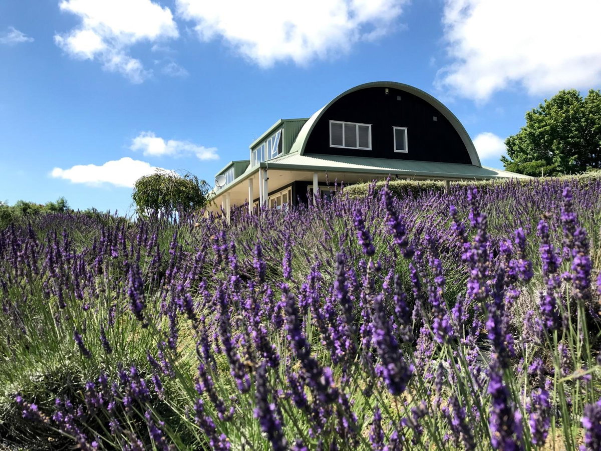 Lavender Hill, New Zealand