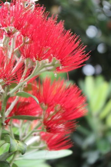 Kaka Lodge at Kotare House, Tawharanui, New Zealand