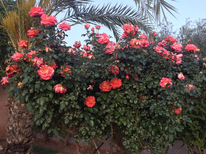 Maidan El Arsa, Marrakech, Morocco