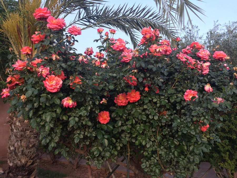 Maidan El Arsa, Marrakech, Morocco