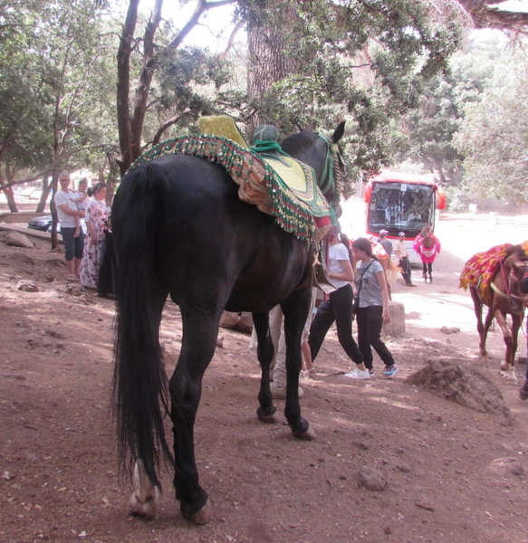 Bed and breakfast, Ifrane, Morocco