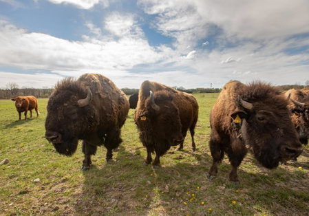 Residence Safari Resort - Bison Lodge, Borovany, Czechia