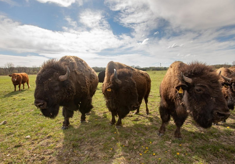 Residence Safari Resort - Bison Lodge, Borovany, Czechia