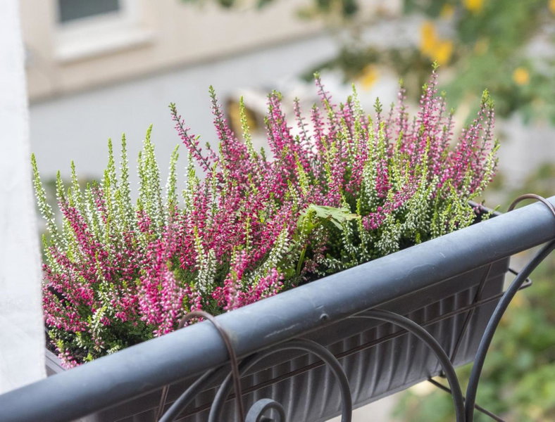 Аpartment Gem in Centre of Sandanski, Sandanski, Bulgaria