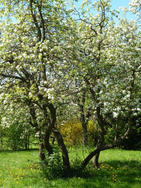Nagybajcsi Körtefa Vendégház, Nagybajcs, Hungary