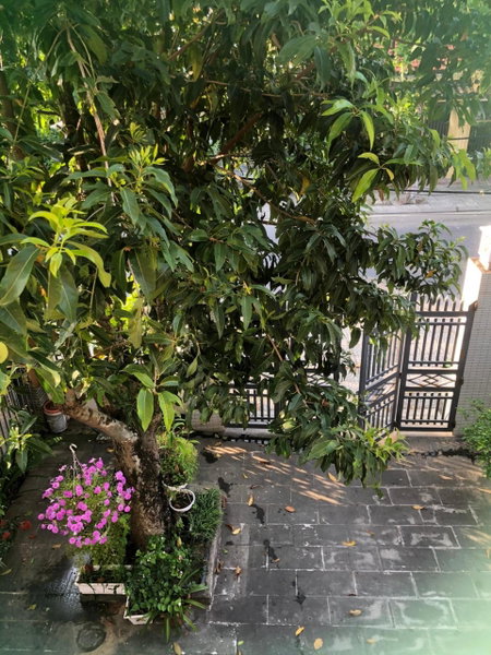 Homestay Phương House, Hoi An, Vietnam
