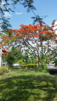 Longan Tree, Ban Nam Thong, Thailand