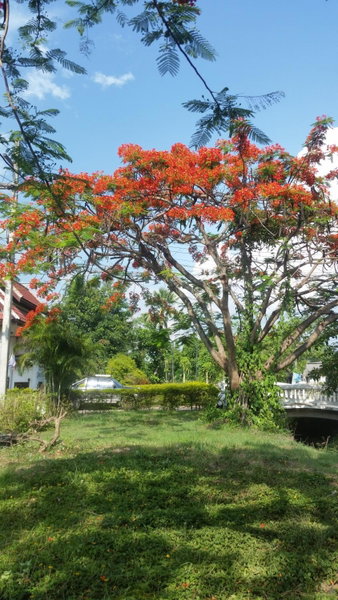 Longan Tree, Ban Nam Thong, Thailand