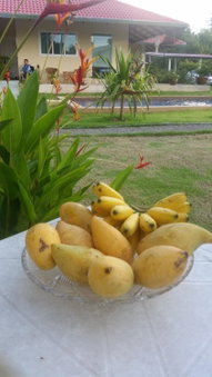 Longan Tree, Ban Nam Thong, Thailand