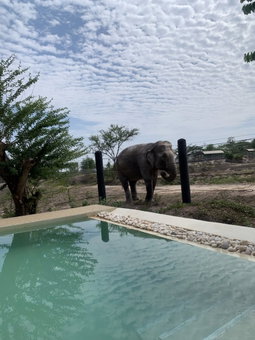 Elephant View Camp, Tha Yang, Thailand