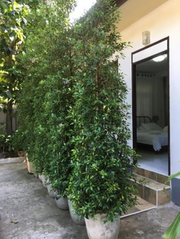 Many Trees, Bangkok, Thailand