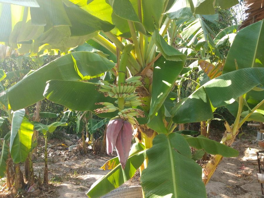 Meechok organic home, Ao Nang Beach, Thailand
