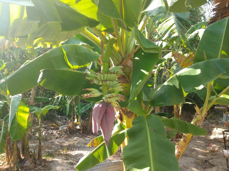 Meechok organic home, Ao Nang Beach, Thailand