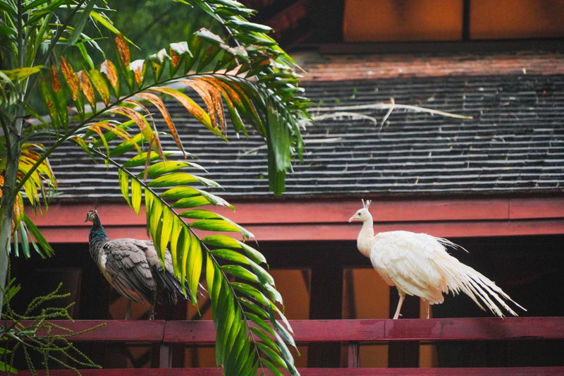 Sukantara Cascade Resort and Spa, Mae Rim, Thailand