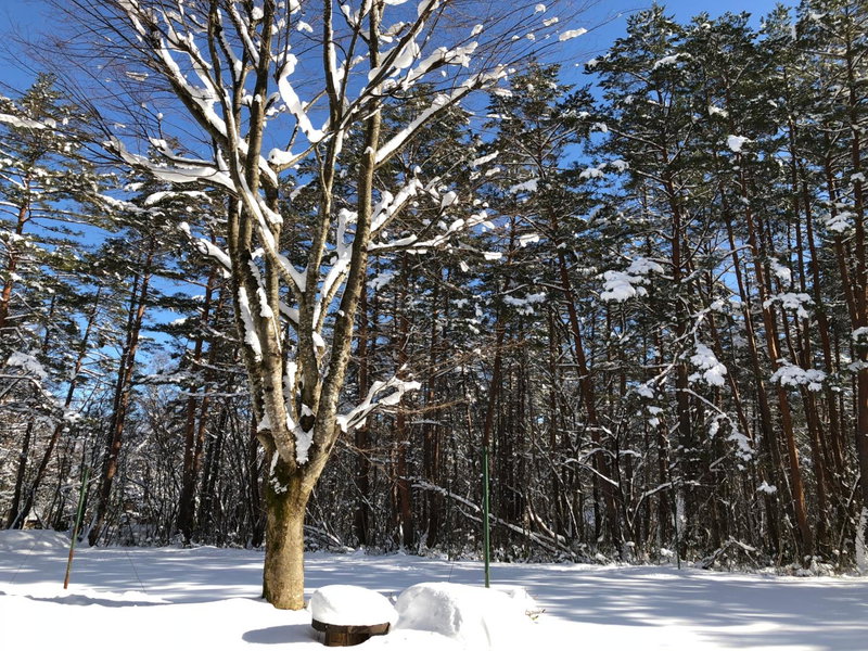 Pension Razteca, Hakuba, Japan