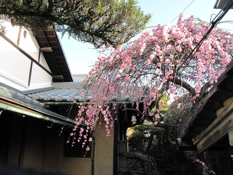 Guesthouse Nara Backpackers, Nara, Japan