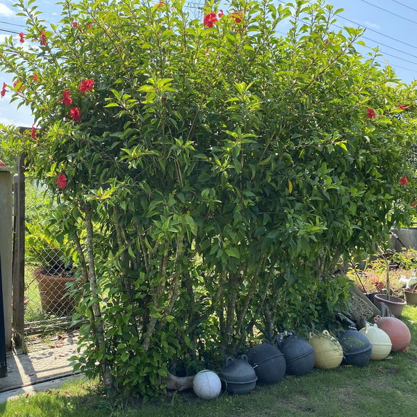 Hali Hali House, Ishigaki, Japan