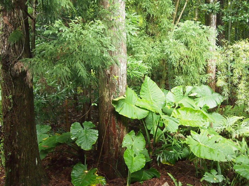 Wa no Cottage Sen-no-ie, Yakushima, Japan