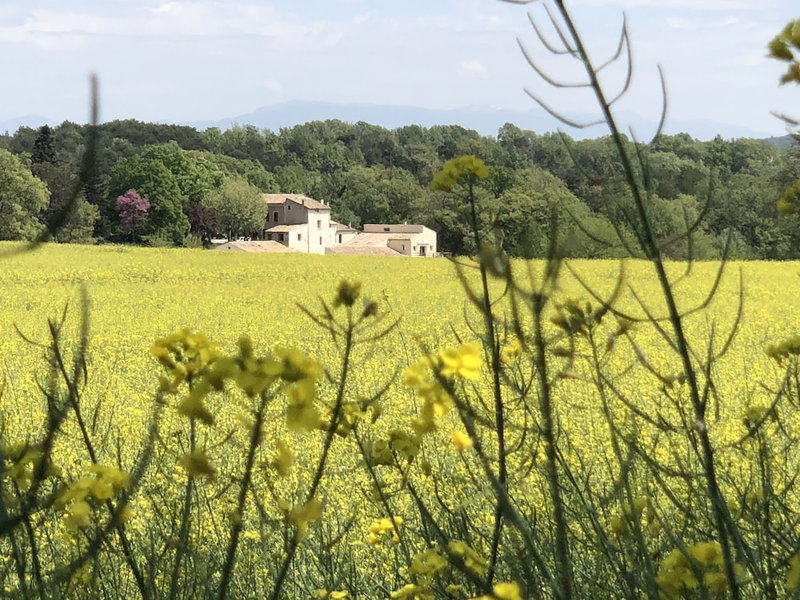 Les Ânes de Forcalquier, Forcalquier, France