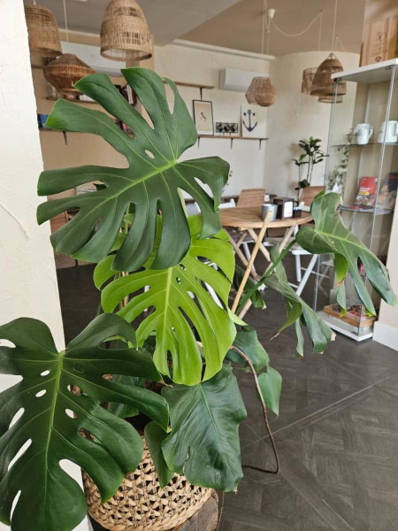 Alba Hotel, Marina di Ravenna, Italy