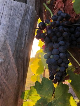 Emma's Cottage Vineyard, Lovedale, Australia