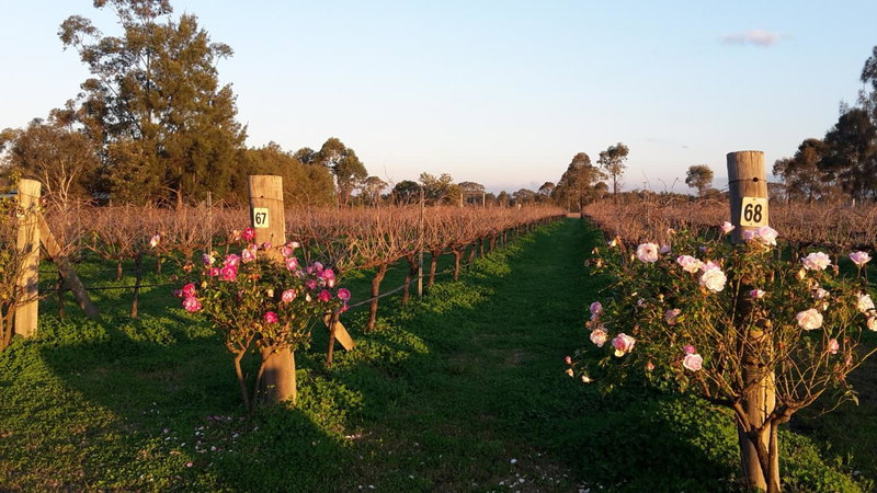 Emma's Cottage Vineyard, Lovedale, Australia