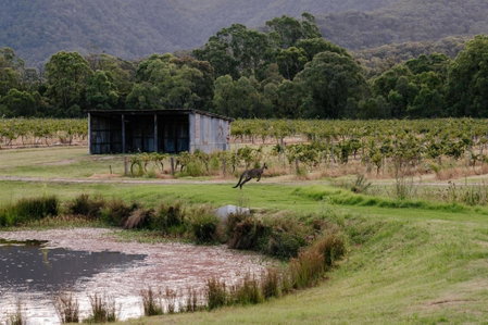 Leogate Estate Villas, Pokolbin, Australia