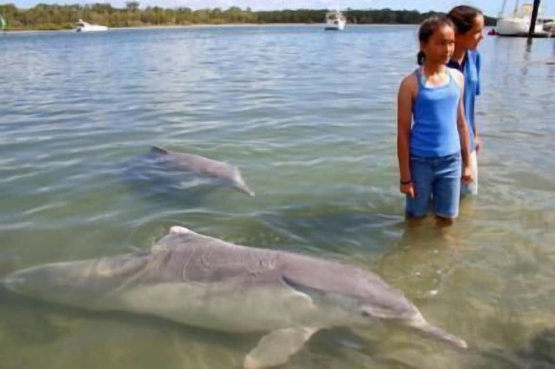 Dolphin Waters Tin Can Bay, Tin Can Bay, Australia