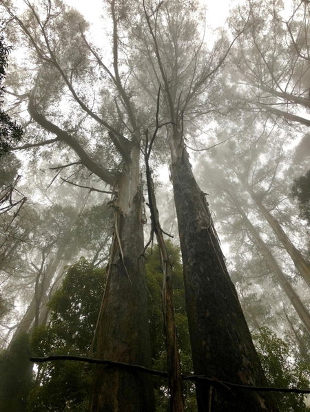 Lochiel Cottages - Dandenong Ranges Escape, Olinda, Australia