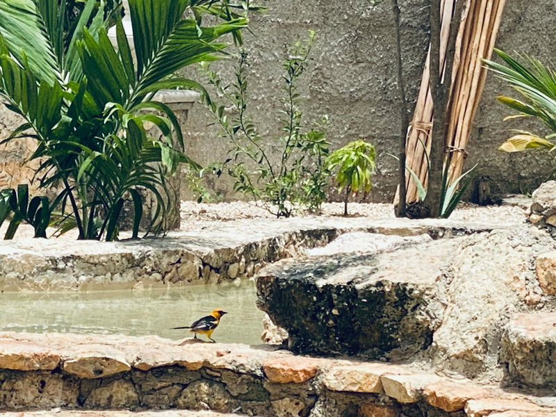 Jaakbal Tulum, Tulum, Mexico