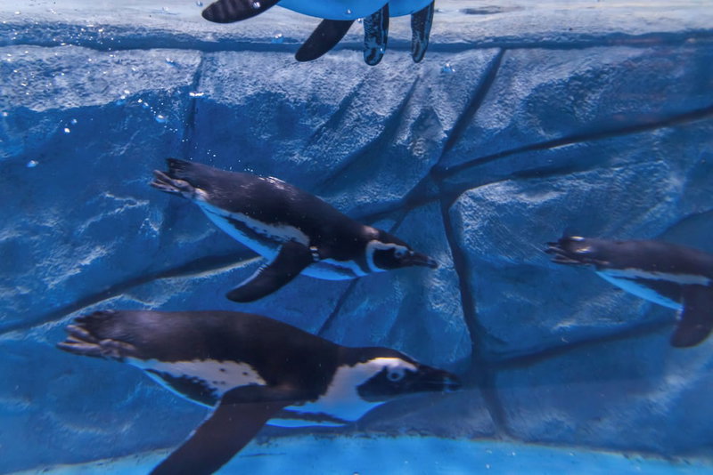 Haichang Penguin Wassim Hotel, Shanghai, China