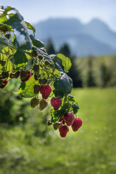 Fiedorówka, Zakopane, Poland