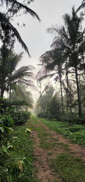 Mazra Retreat, Coorg Kushālnagar, Kushālnagar, India