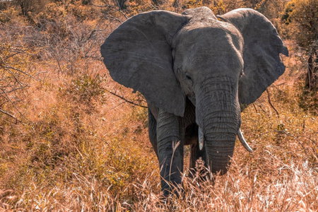 Simbavati River Lodge, Timbavati Game Reserve, South Africa