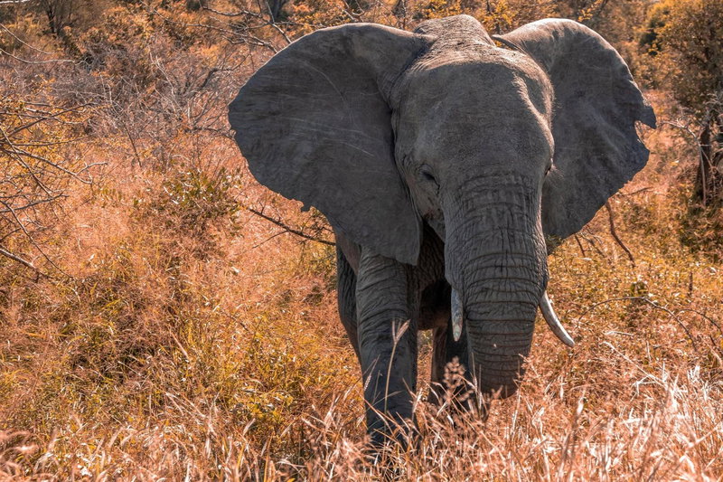 Simbavati River Lodge, Timbavati Game Reserve, South Africa
