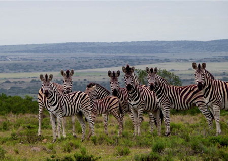 Ikwanitsha Lodge, Paterson, South Africa